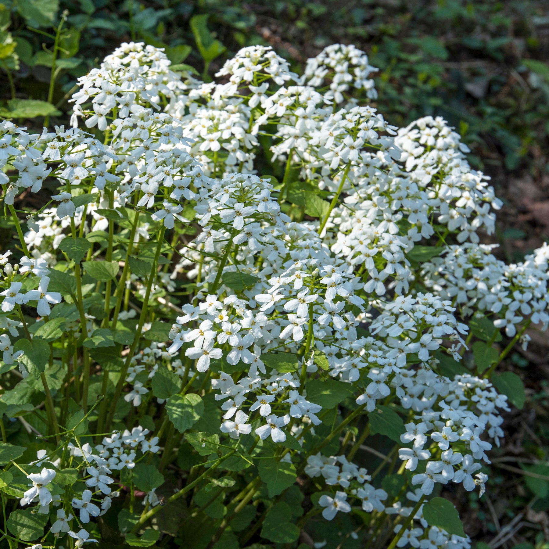 Einjähriges Silberblatt 'Albiflora' - Willemse