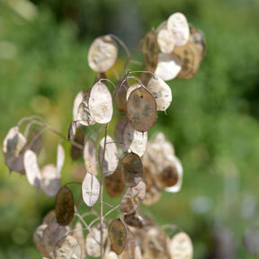 Einjähriges Silberblatt 'Albiflora' - Lunaria annua albiflora - Willemse