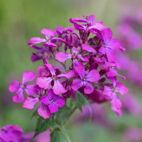 Einjähriges Silberblatt - Lunaria annua - Willemse