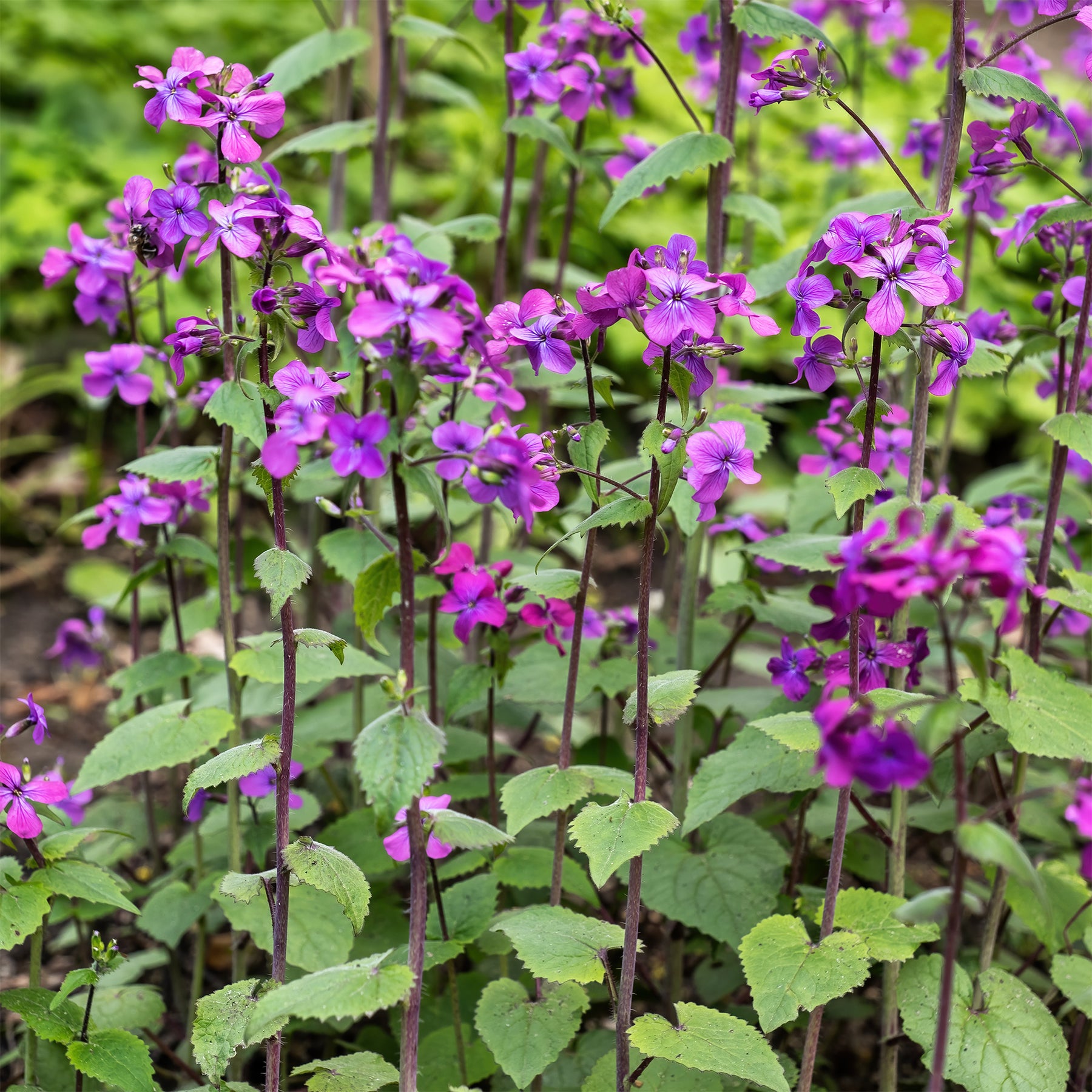 Lunaria annua - Einjähriges Silberblatt - Stauden