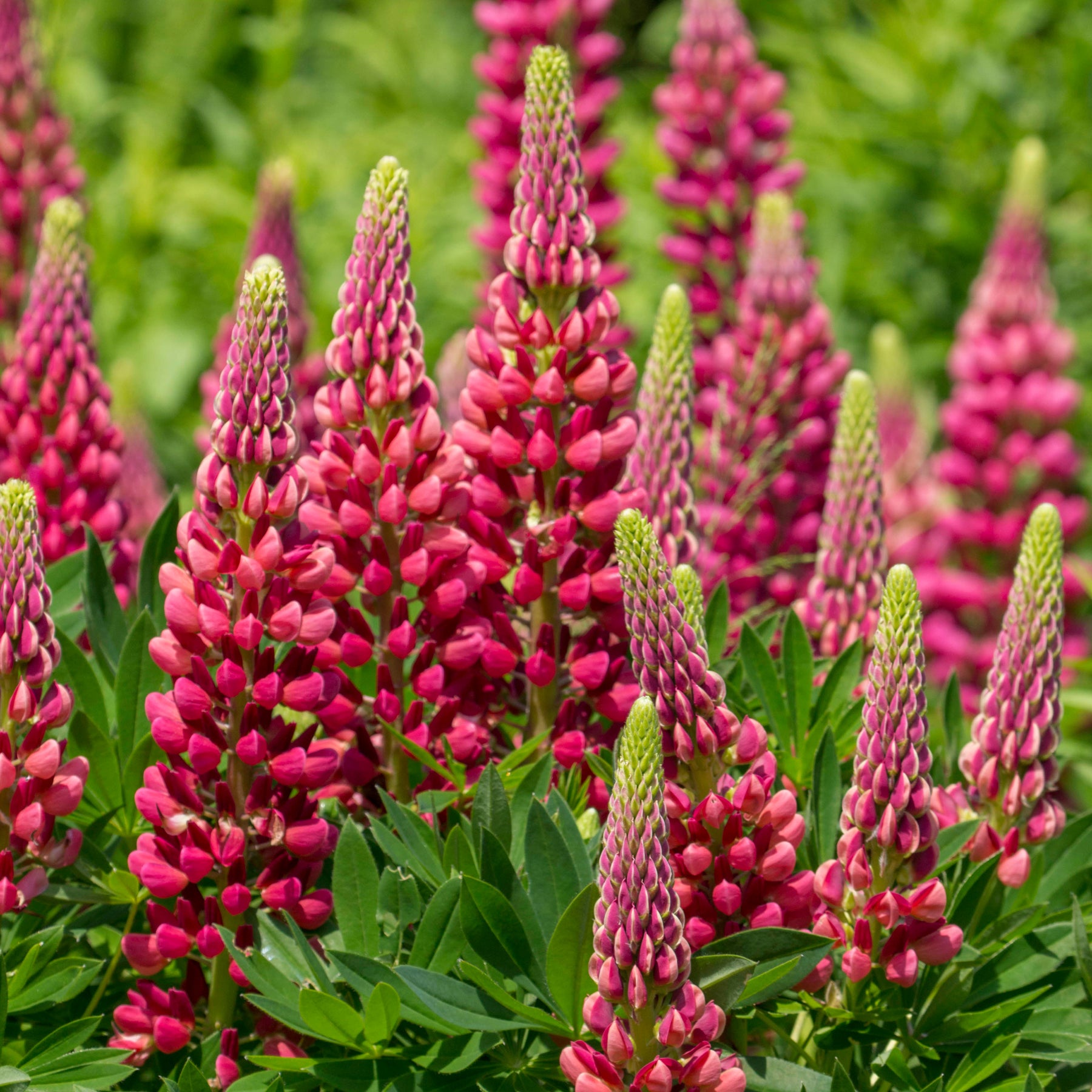 Lupinus Gallery Red - Lupine 'Gallery Red' - Lupine