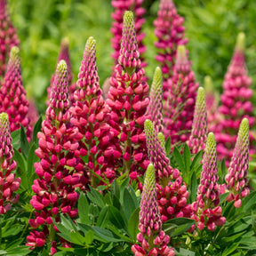 Lupinus Gallery Red - Lupine 'Gallery Red' - Lupine