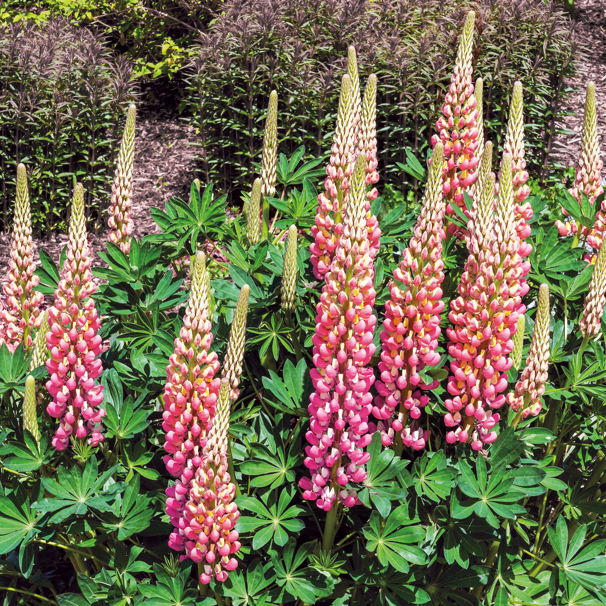 Lupine ' The Chateleine' - Willemse
