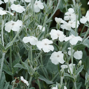 Vexiernelken Alba - Lychnis coronaria alba - Willemse