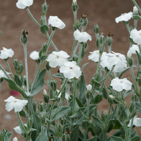 Vexiernelken Alba - Willemse
