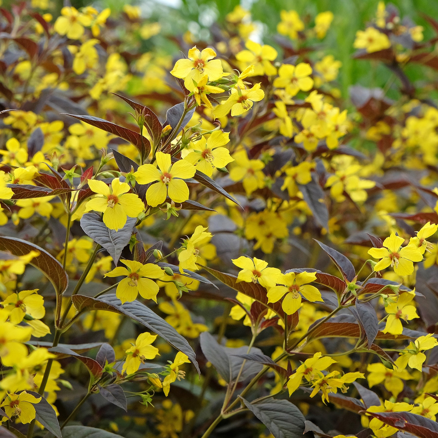 Bewimperter Felberich Firecracker - Lysimachia ciliata Firecracker - Willemse