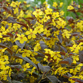 Bewimperter Felberich Firecracker - Lysimachia ciliata Firecracker - Willemse