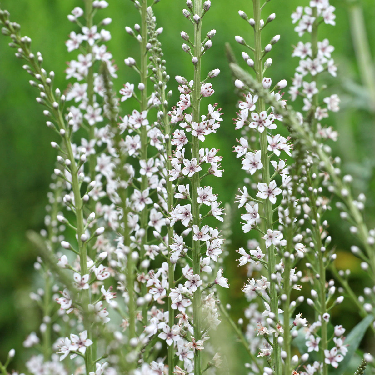 Spanischer Felberich - Lysimachia ephemerum - Willemse
