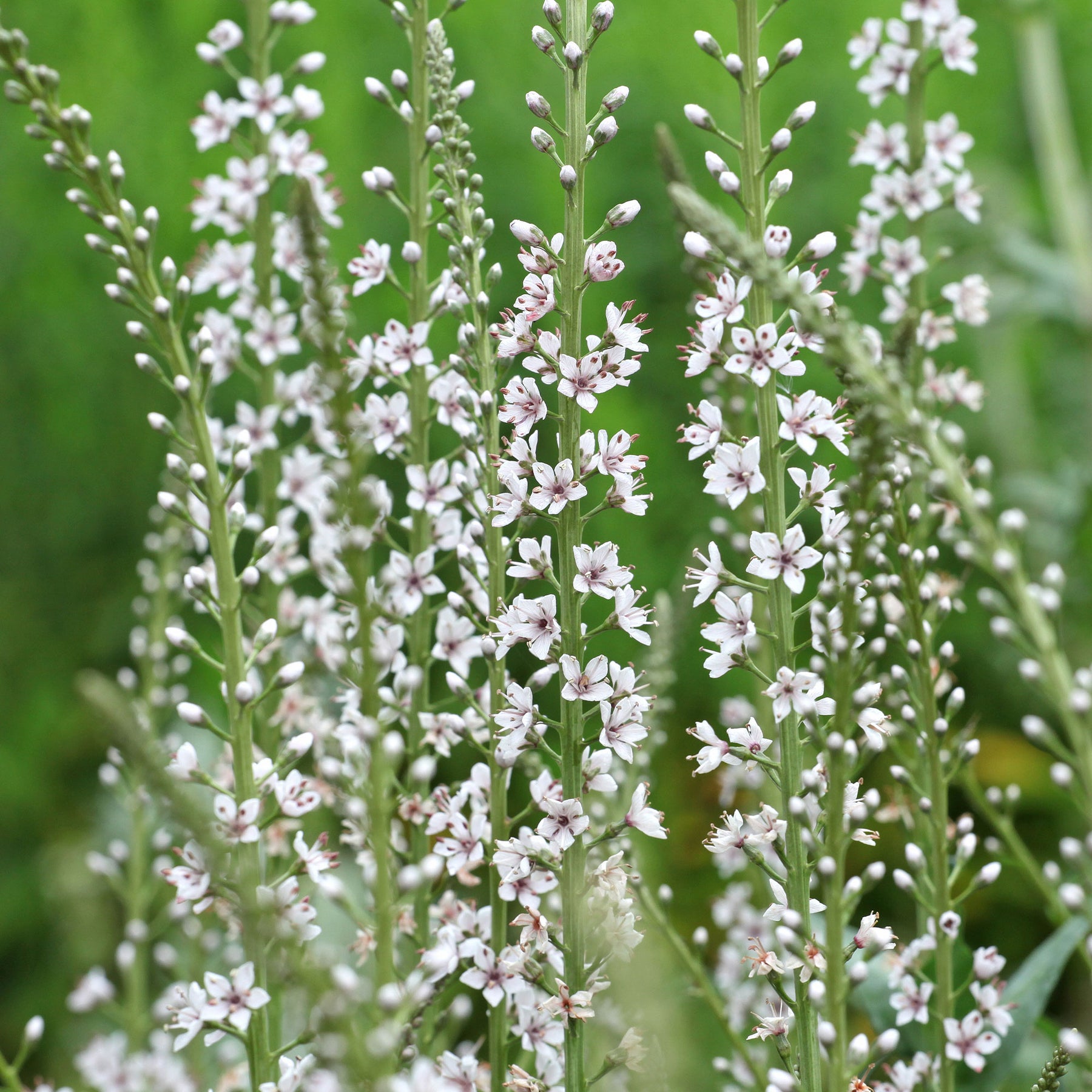 Spanischer Felberich - Lysimachia ephemerum - Willemse