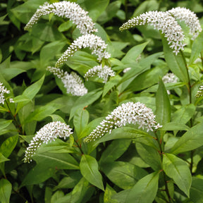 Spanischer Felberich - Willemse