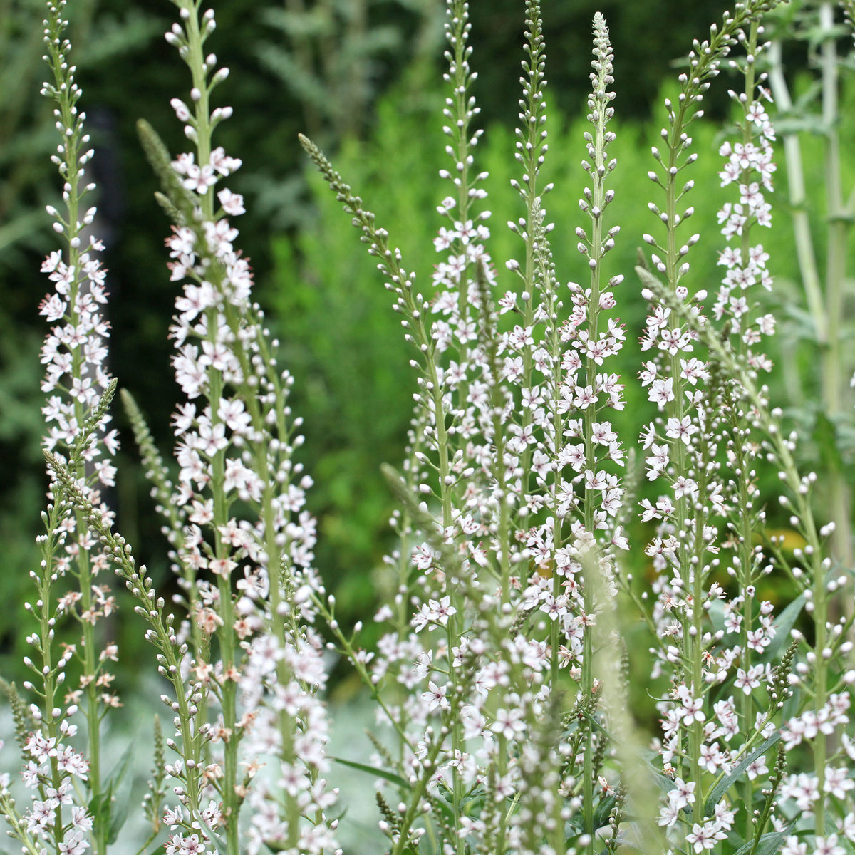 Spanischer Felberich - Willemse