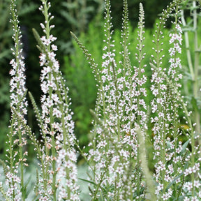 Lysimachia ephemerum - Spanischer Felberich - Stauden