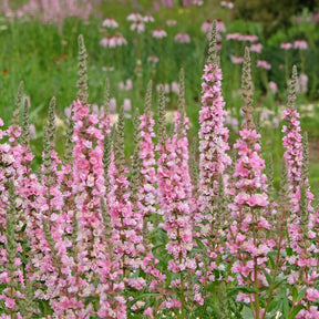 Blut-Weiderich Blush - Lythrum salicaria Blush - Willemse
