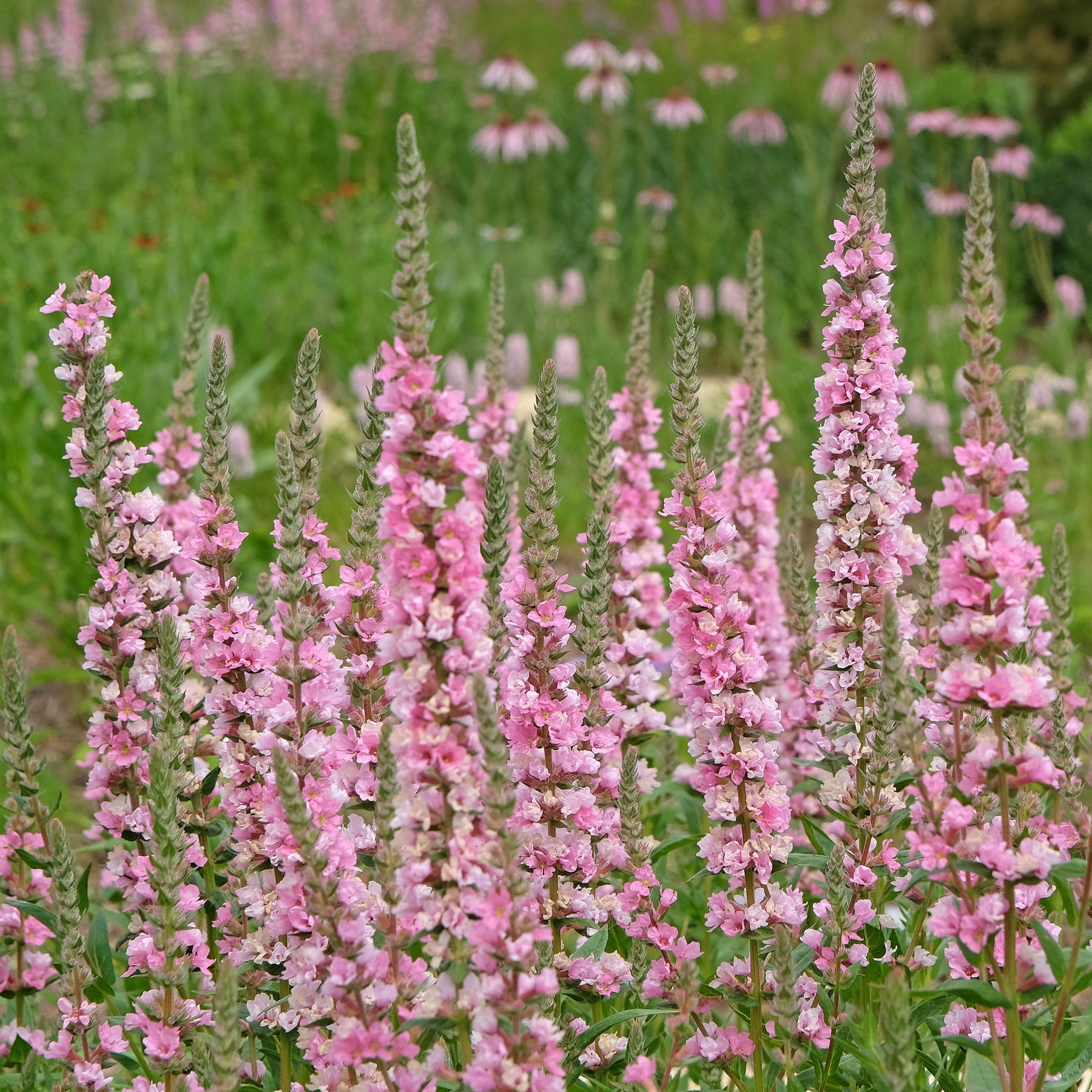 Verkauf Blut-Weiderich Blush