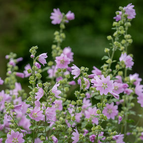 Moschus-Malve 'Rosea' - Malva moschata Rosea - Willemse