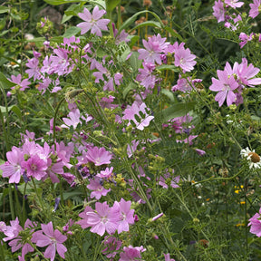 Moschus-Malve 'Rosea' - Willemse