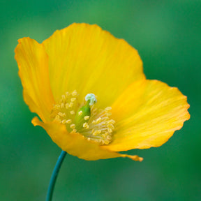 Kambrischer Scheinmohn - Meconopsis cambrica - Willemse