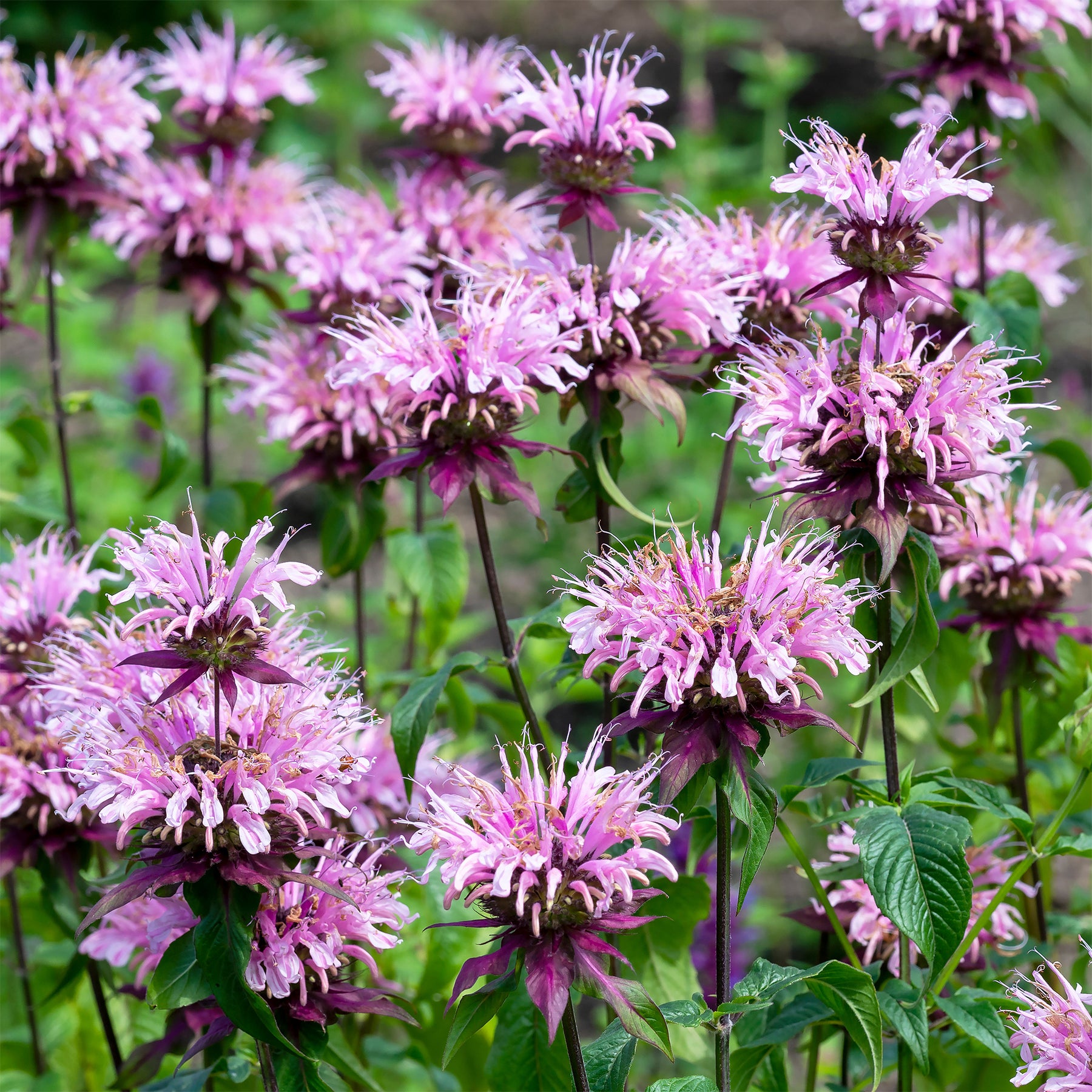 Bergamotte-Pflanze 'Beauty of Cobham' - Monarda beauty of cobham - Willemse