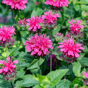 Monarda Pink Lace - Monarde Pink Lace - Monarde