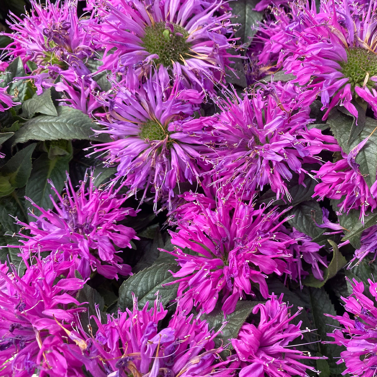 Monarde Purple Lace - Monarda fistulosa Purple Lace - Willemse
