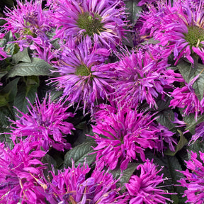 Monarde Purple Lace - Monarda fistulosa Purple Lace - Willemse