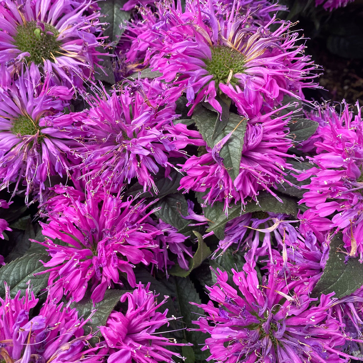 Monarde Purple Lace - Willemse