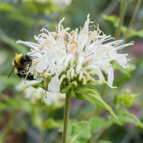 Bergamotte-Pflanze 'Schneewittchen' - Monarda schneewittchen - Willemse