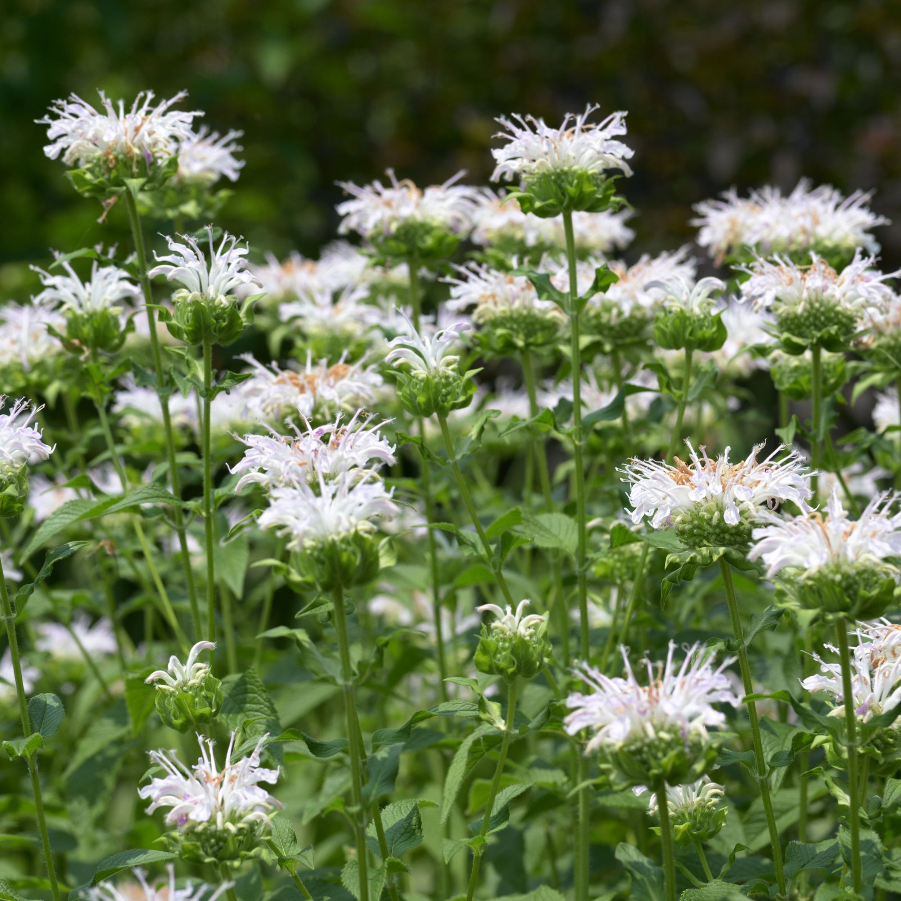 Monarde - Bergamotte-Pflanze 'Schneewittchen' - Monarda schneewittchen