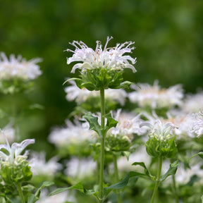 Verkauf Bergamotte-Pflanze 'Schneewittchen' - Monarda schneewittchen