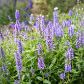 Geaderte Katzenminzen - Nepeta nervosa - Willemse