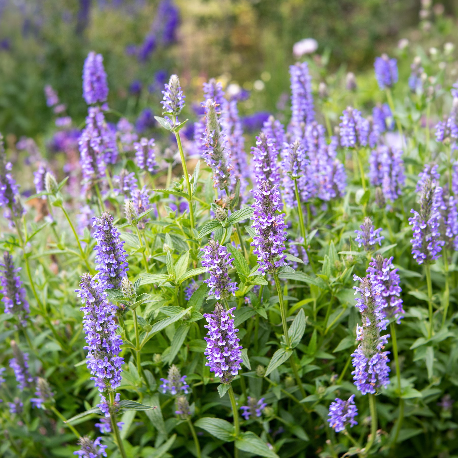 Geaderte Katzenminzen - Nepeta nervosa - Willemse