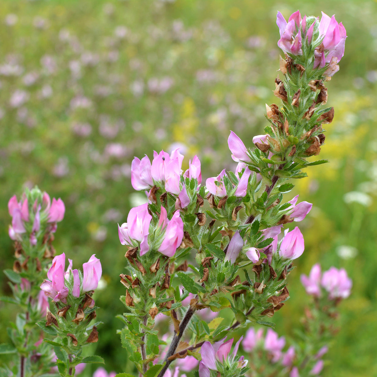 Dornige Bugrane - Ononis spinosa - Willemse