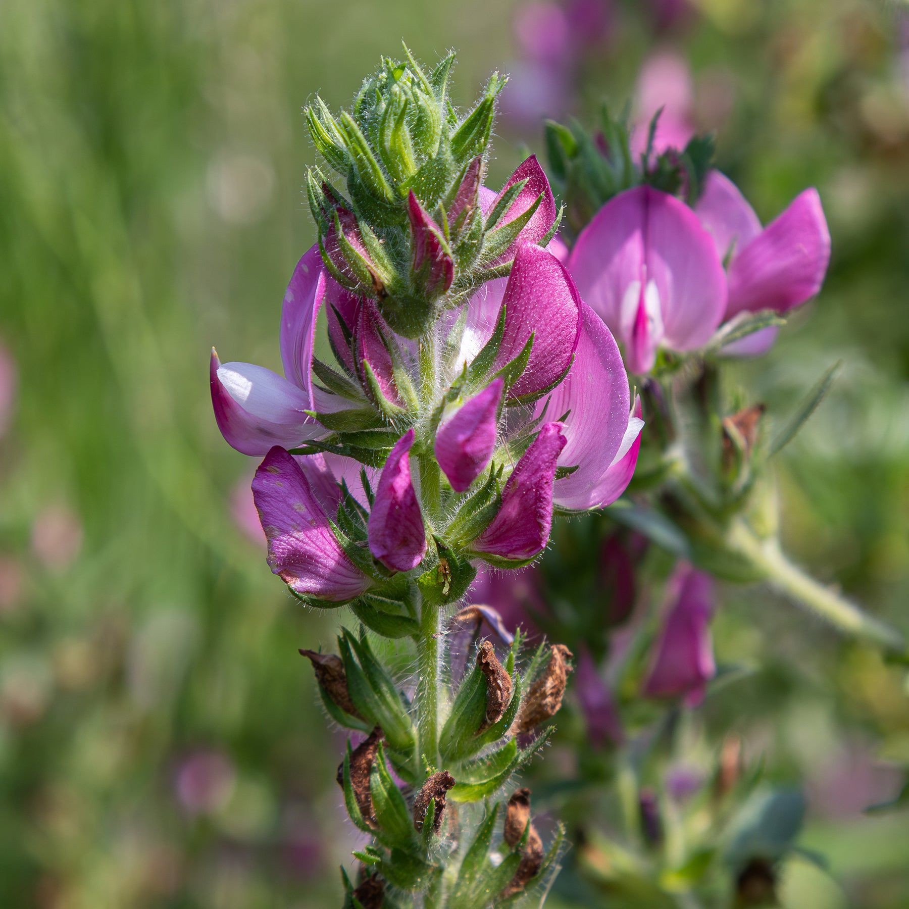 Dornige Bugrane