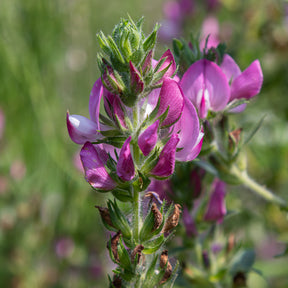 Ononis spinosa - Dornige Bugrane - Stauden