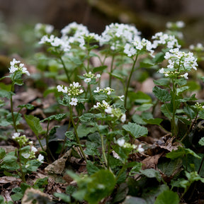 Großblättrige Schaumkraut - Pachyphragma macrophyllum - Willemse