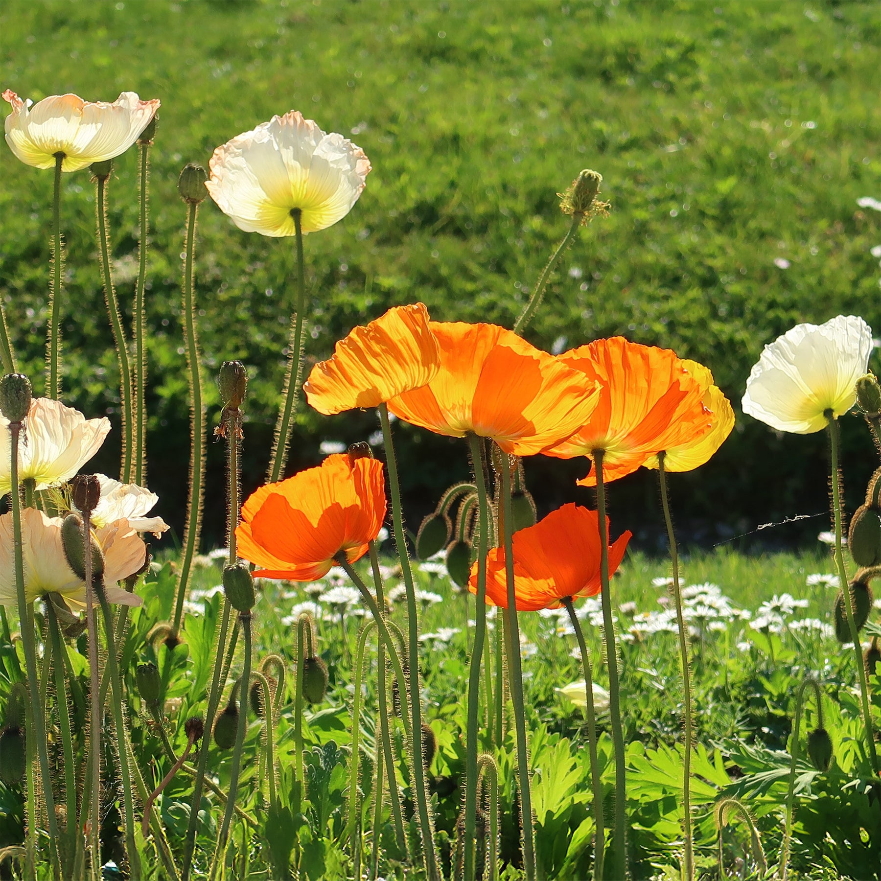 Zwergiger Island Mohn Gartenzwerg - Papaver nudicaule Gartenzwerg - Willemse