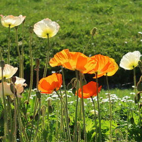 Zwergiger Island Mohn Gartenzwerg - Papaver nudicaule Gartenzwerg - Willemse