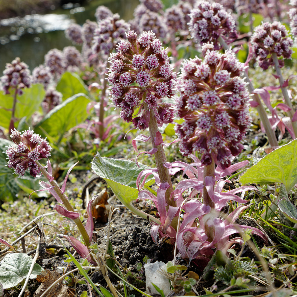 Große Pestwurz - Petasites hybridus - Willemse