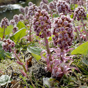 Große Pestwurz - Petasites hybridus - Willemse