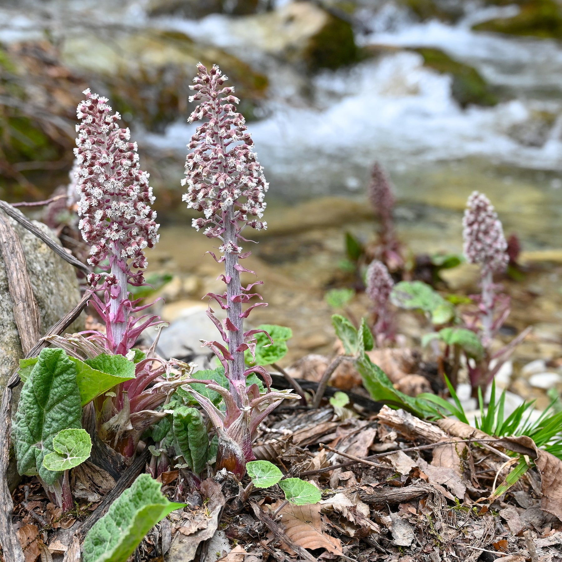 Stauden - Große Pestwurz - Petasites hybridus