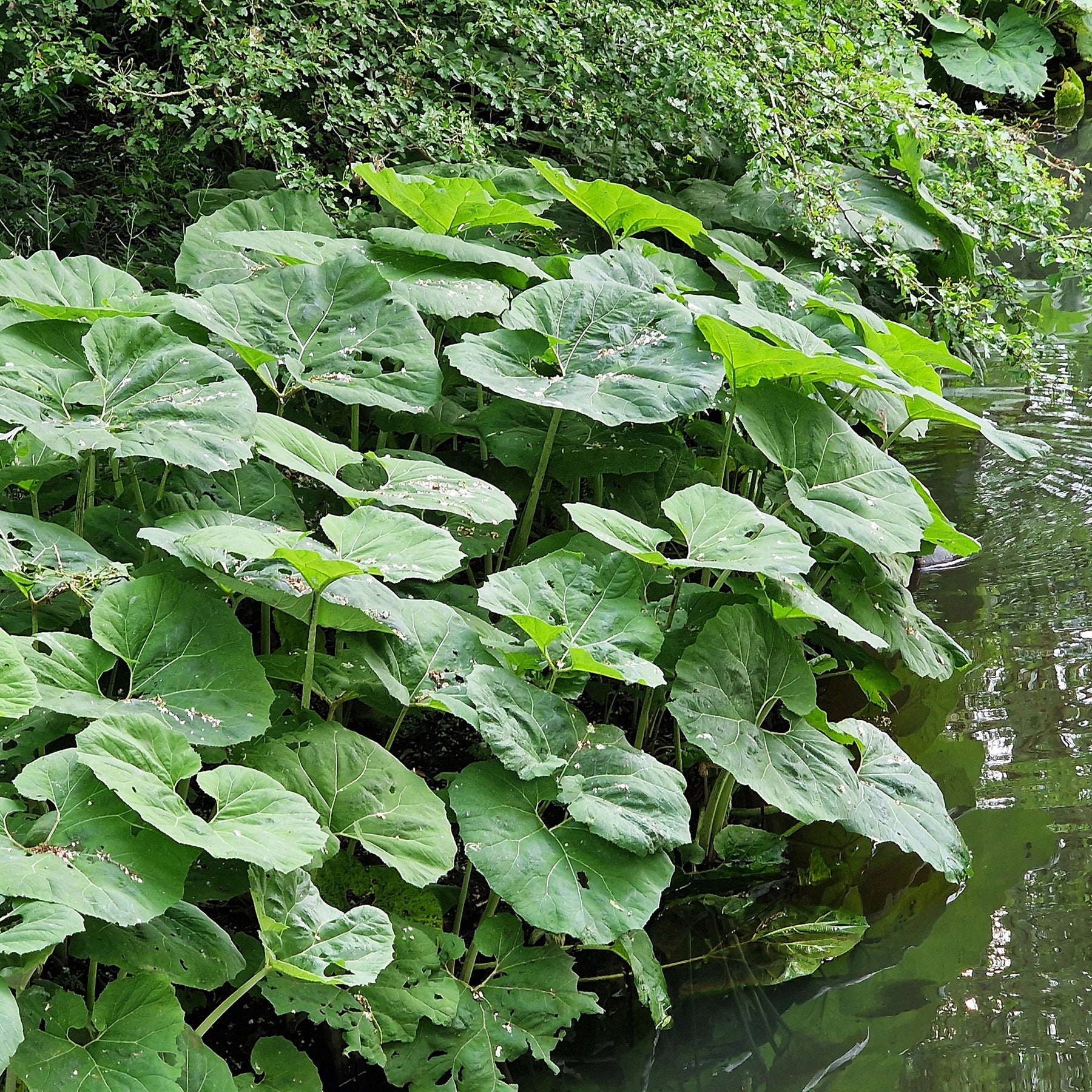 Große Pestwurz - Willemse