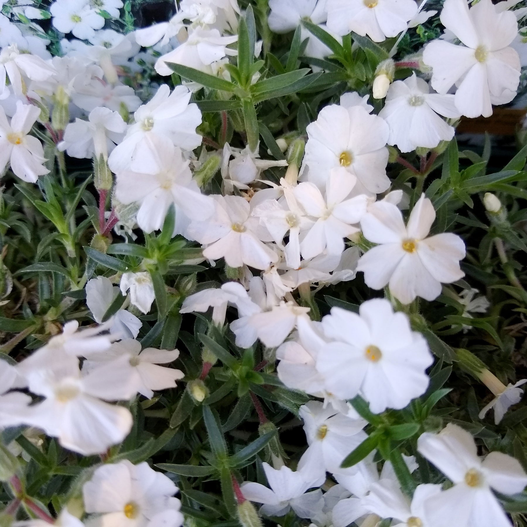 Teppich-Flammenblume 'White Admiral' - Willemse