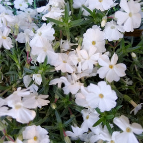 Teppich-Flammenblume 'White Admiral' - Willemse
