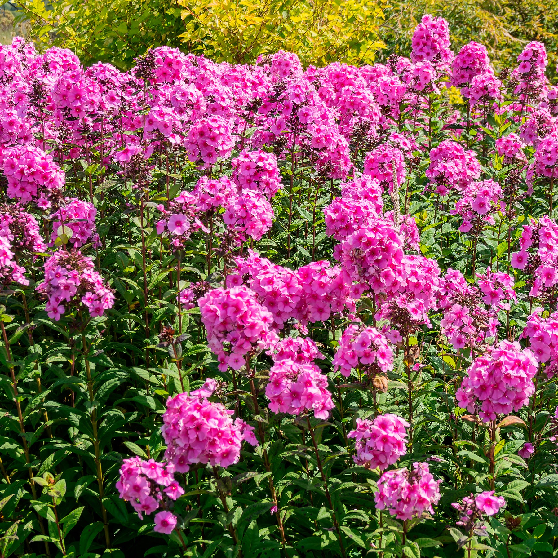 Flammenblume Eva Cullum - Phlox paniculata Eva Cullum - Willemse