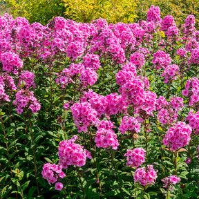 Flammenblume Eva Cullum - Phlox paniculata Eva Cullum - Willemse