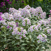 Hohe Flammenblume 'Europa' - Willemse