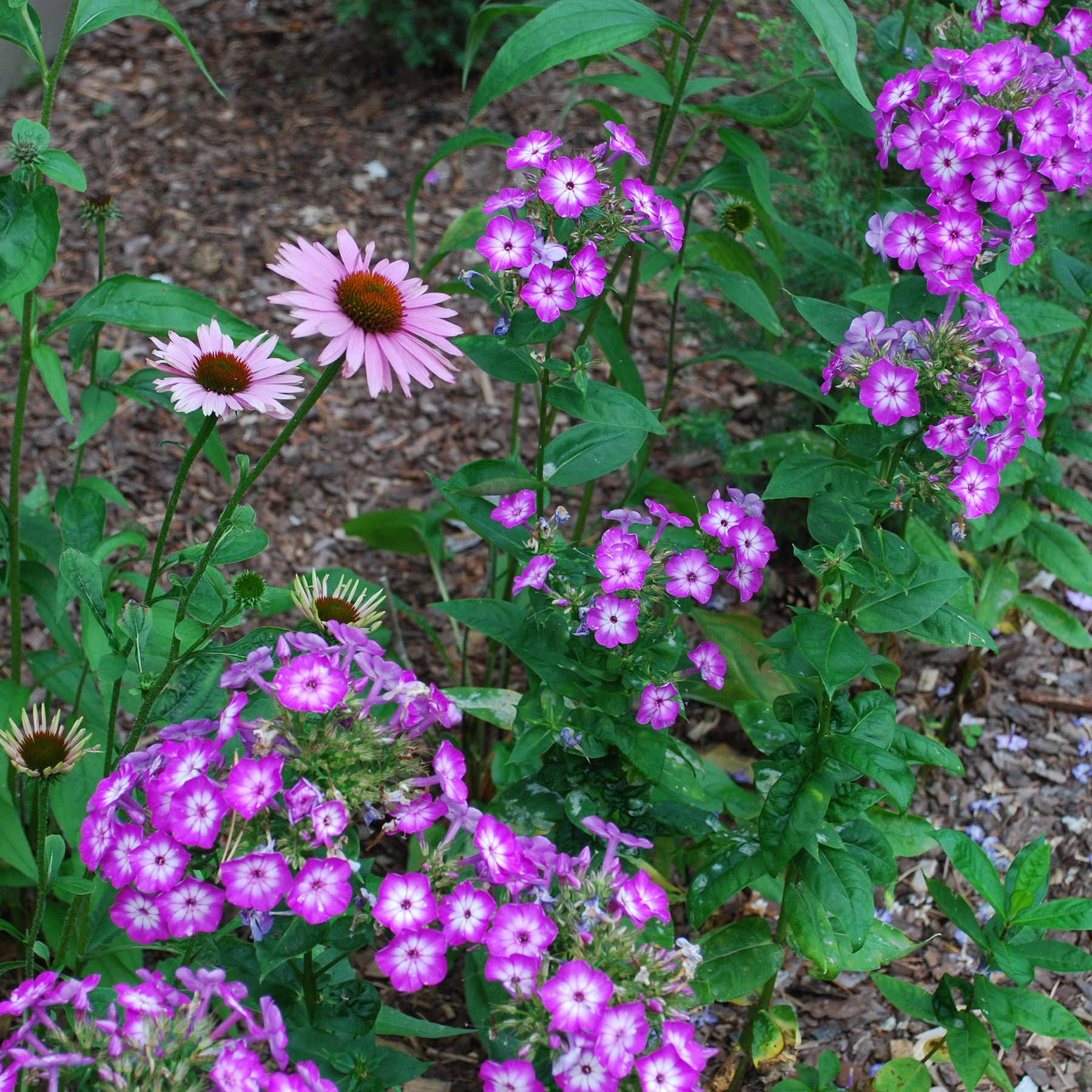 Hohe Flammenblume Uspech - Phlox paniculata Uspech - Willemse