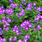 Hohe Flammenblume Uspech - Willemse