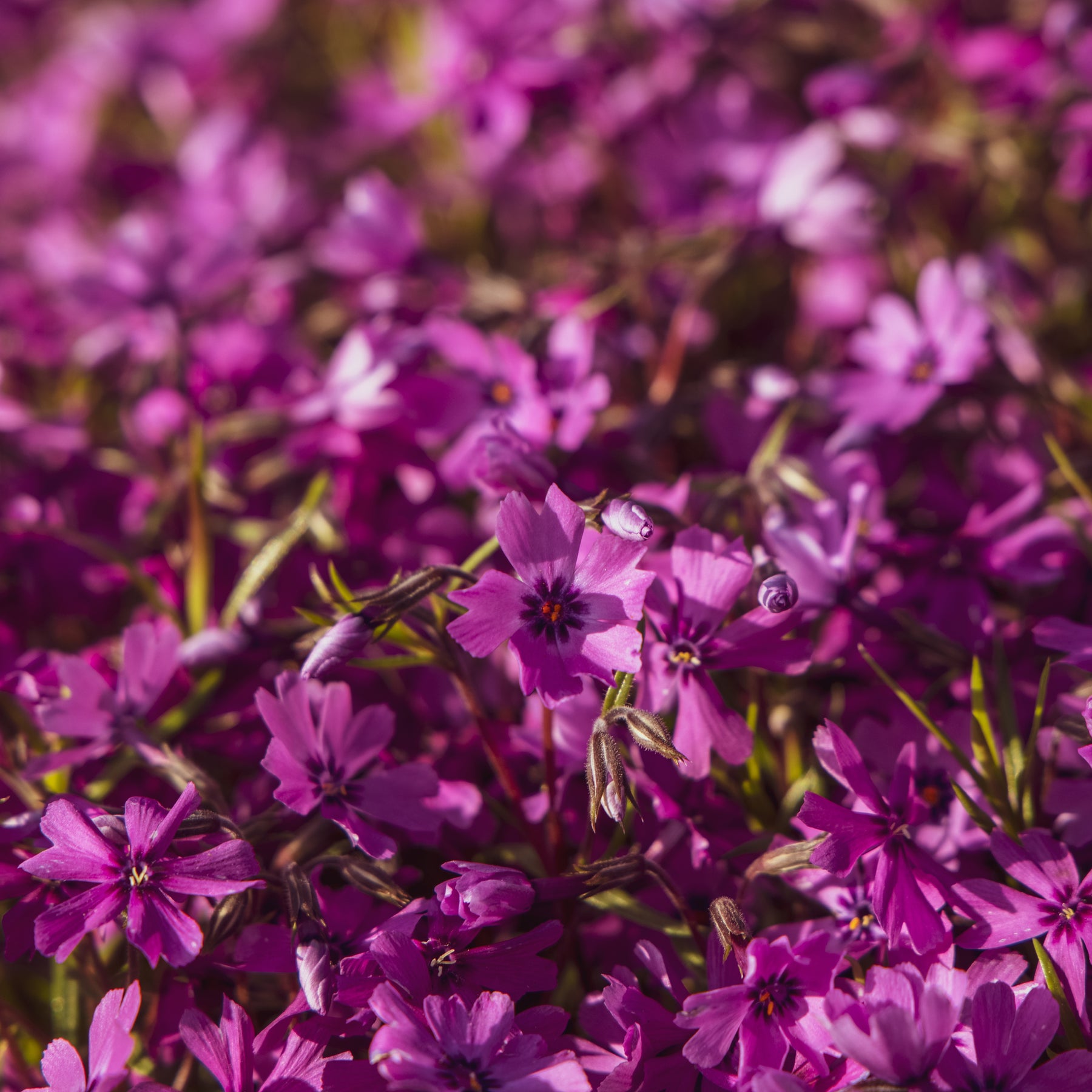 Teppich-Flammenblume 'Atropurpurea'