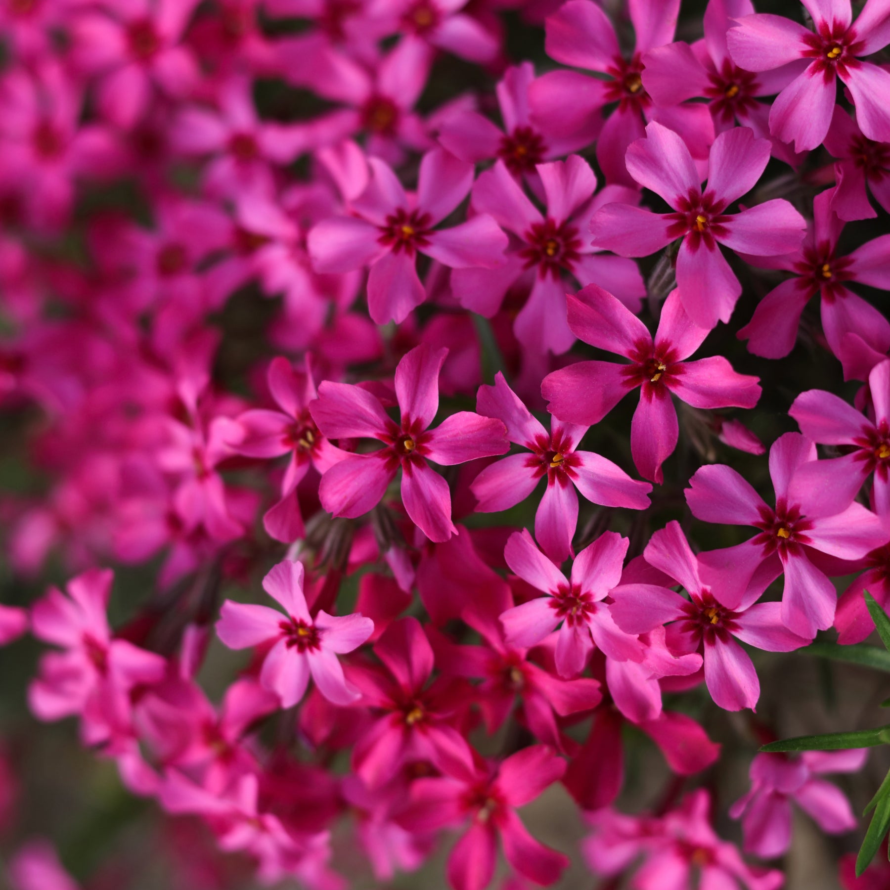 Teppich-Flammenblume 'Atropurpurea'